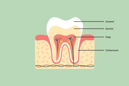 A visual representation of a tooth with its different parts.